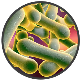 diptheria